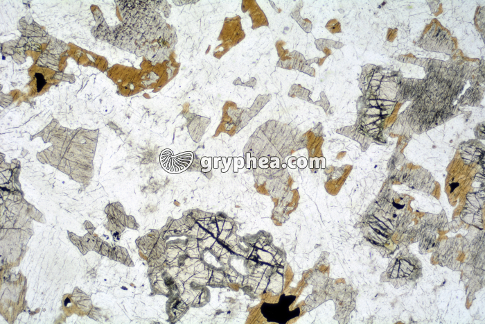 Gabbro LPNA x6,3 - gryphea.com